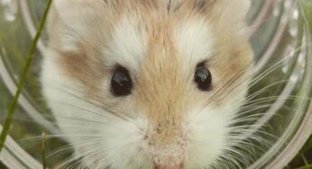 O que fazer para evitar as doenças de hamster?