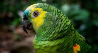 Papagaio pode comer berinjela? Descubra, a seguir!