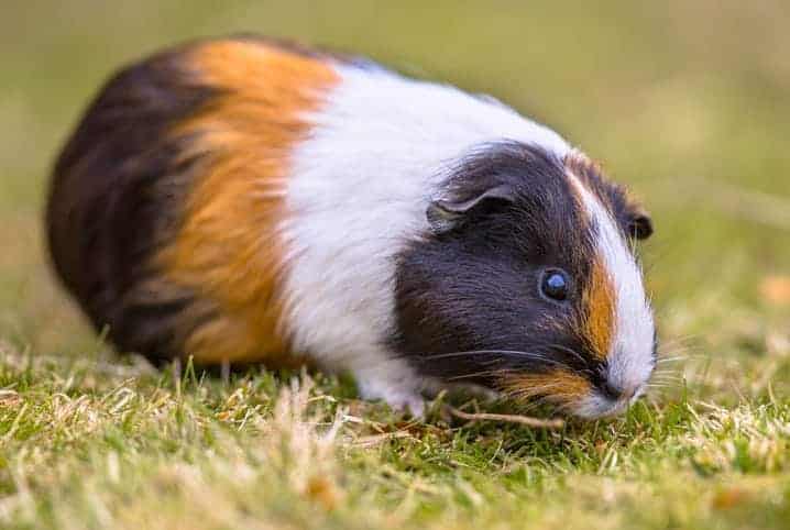 porquinho da india pode comer abacaxi meio