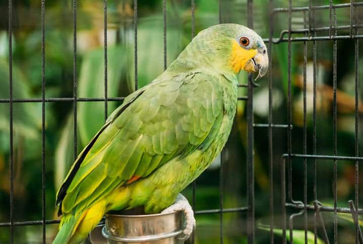 papagaio pode comer mamão