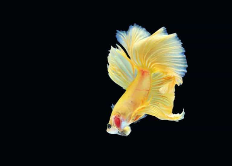 Quanto tempo vive um peixe betta? Saiba mais aqui Petz Quanto tempo vive um peixe betta? Saiba mais aqui Petz