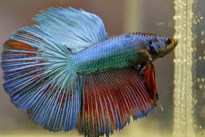peixe beta azul no aquário
