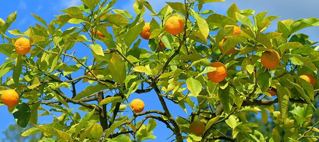 laranjas na laranjeira