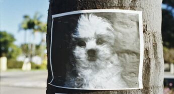 Cachorro perdido? Saiba o que fazer nessa situação!