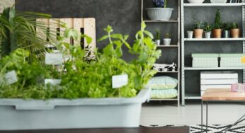 Como plantar hortelã em casa e se deliciar com a erva