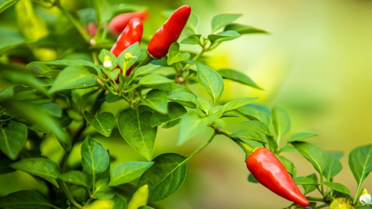 Aprenda como plantar pimenta-malagueta | Petz