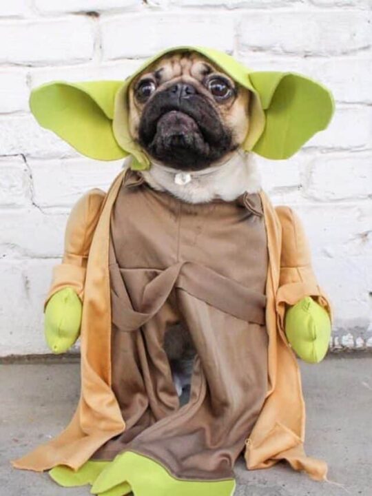 7-razoes-para-adotar-um-pug