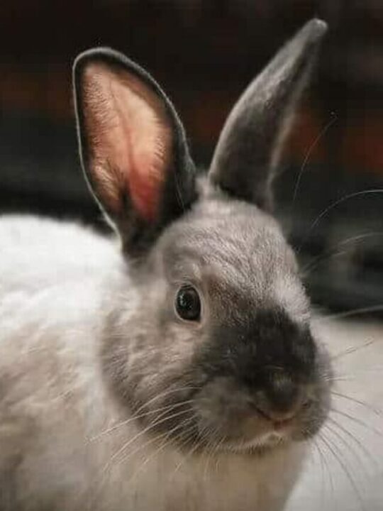 coelho pode comer hortela meio