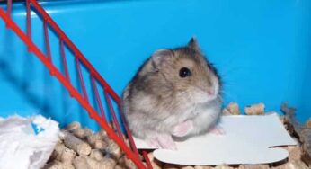 Por que hamster come os filhotes? Dicas para evitar que isso aconteça