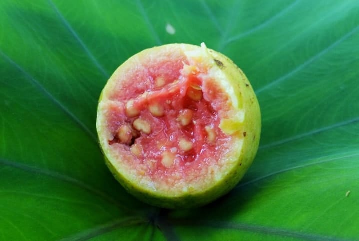 papagaio pode comer goiaba