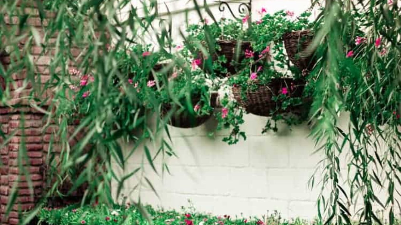 Decoração viva: 8 plantas para ter em casa