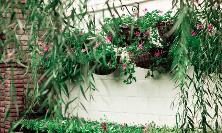 plantas penduradas em parede