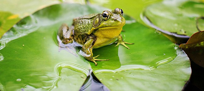 Sapo em cima de folha