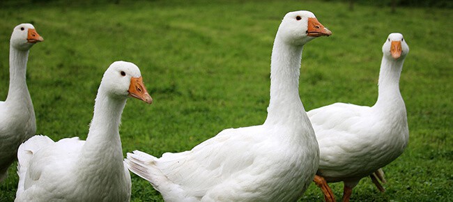 Quatro patos em grama