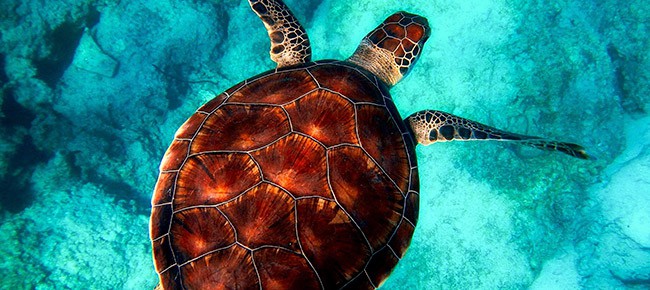 Visão de cima de tartaruga marinha