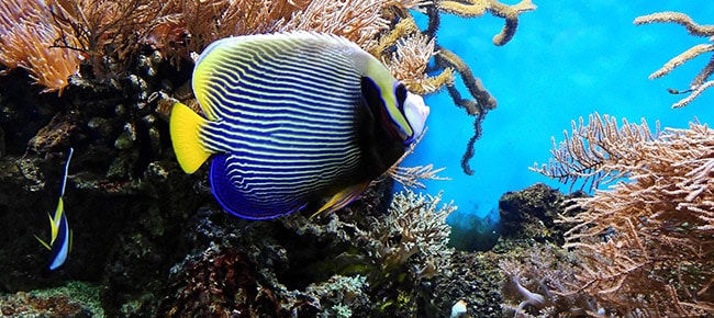 peixe arredondado azul amarelo e branco