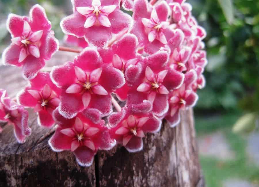 Como cultivar flor-de-cera? Aprenda com dicas simples! | Petz
