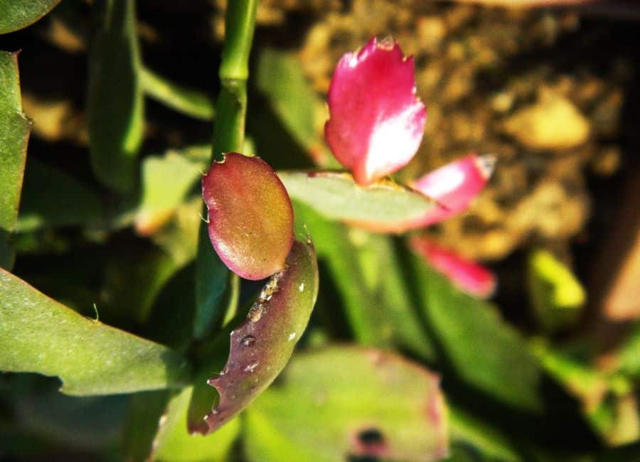 flor de maio