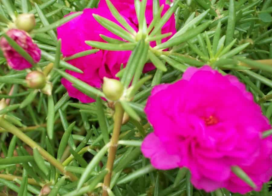 Conheça espécies de plantas pendentes que dão flores | Petz