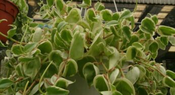 7 tipos de peperômia para ter no seu jardim