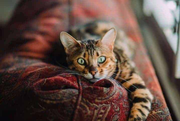 o que fazer para gato não arranhar sofá