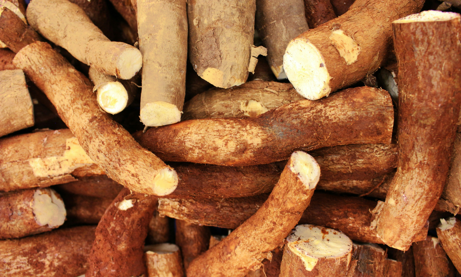 Mandiocas empilhadas com as pontas cortadas.