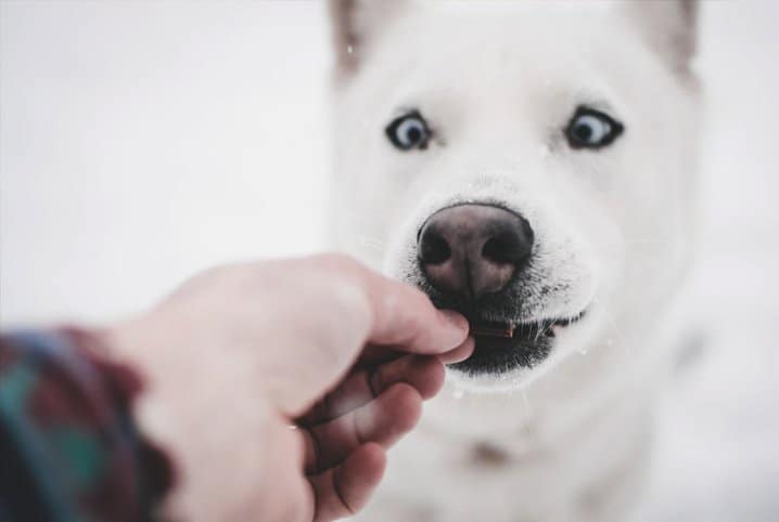 cachorro branco recebendo petisco do tutor