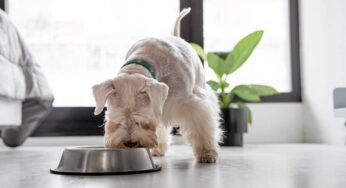 Cachorro pode comer casca de batata-doce? Descubra!