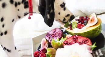 Será que cachorro pode comer maçã com casca?