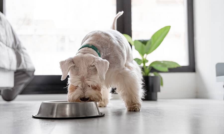 cachorro pode comer pessego com casca