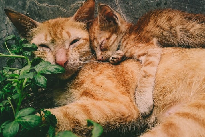 Gato e filhote dormindo juntos