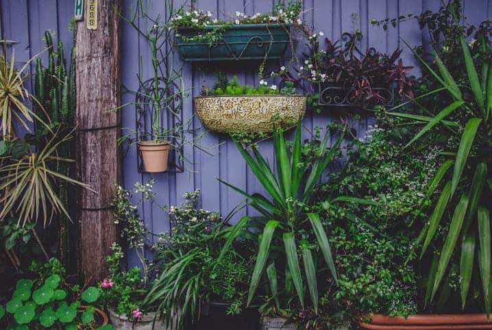 diversas plantas.