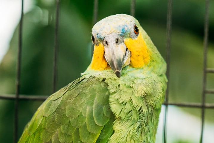 Papagaio pode comer quiabo