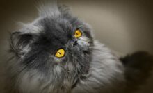 gatos fofos