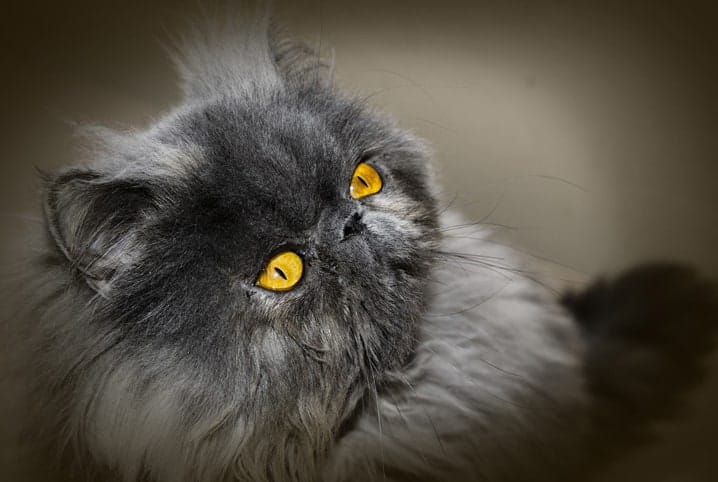 Gato persa cinza com olhos amarelos