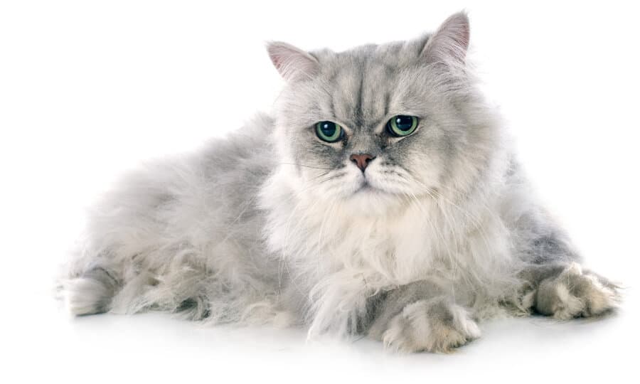 Gato persa cinza.
