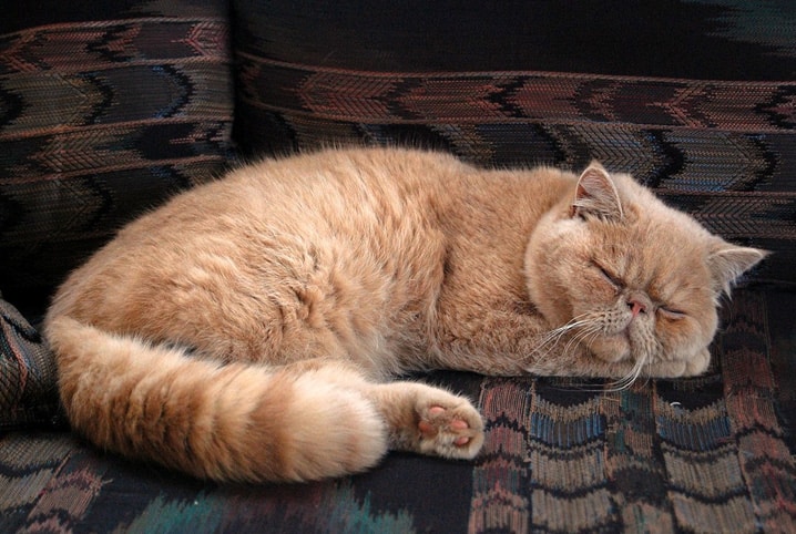Conheça os tipos de gato Persa que existem 3 Gato persa dormindo em sofá.