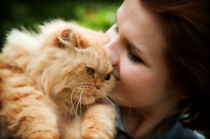 Conheça os tipos de gato Persa que existem 1 Gato persa recebendo carinho da tutora.