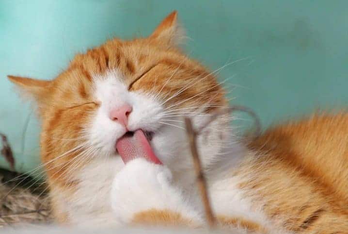 10 Desenhos de gatos famosos e divertidos