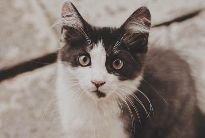 gato preto e branco olhando para a cãmera
