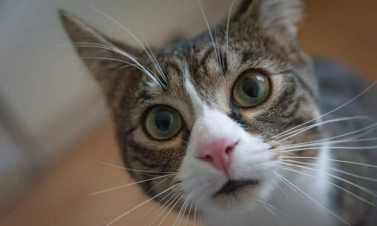 gato cinzento com olhos arregalados