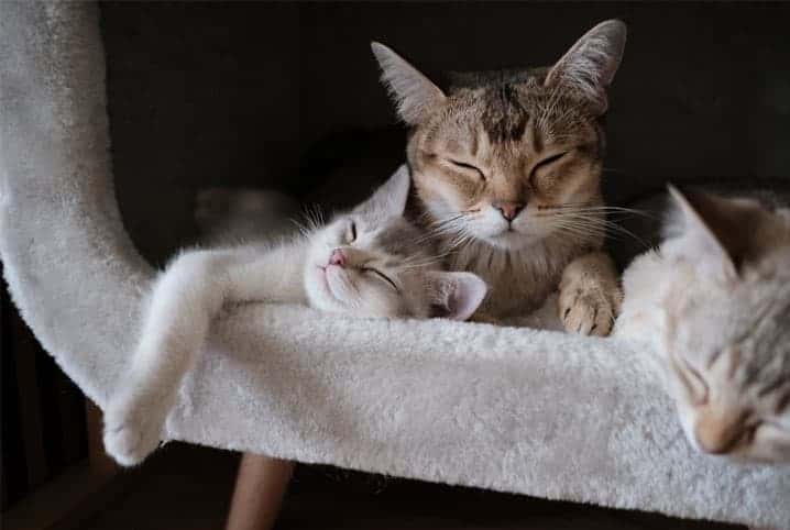gatos dormindo juntos.