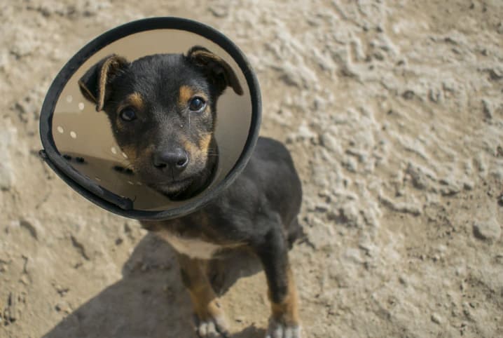 Saiba como colocar colar elizabetano em cães e gatos de forma prática 3 Cachorro filhote SRD, com pelo preto e marrom, com colar elizabetano.