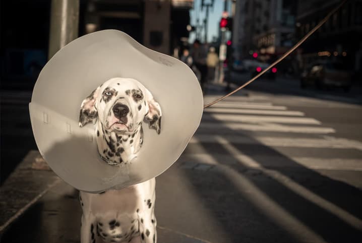 Saiba como colocar colar elizabetano em cães e gatos de forma prática 1 Cachorro Dálmata com colar elizabetano.