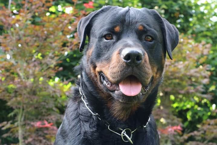 rottweiler cores