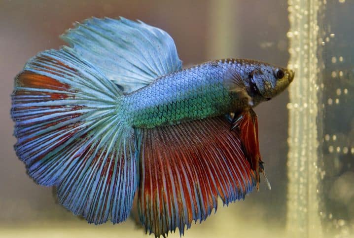 É verdade que o peixe Betta come os filhotes? 3 Peixe betta azul.