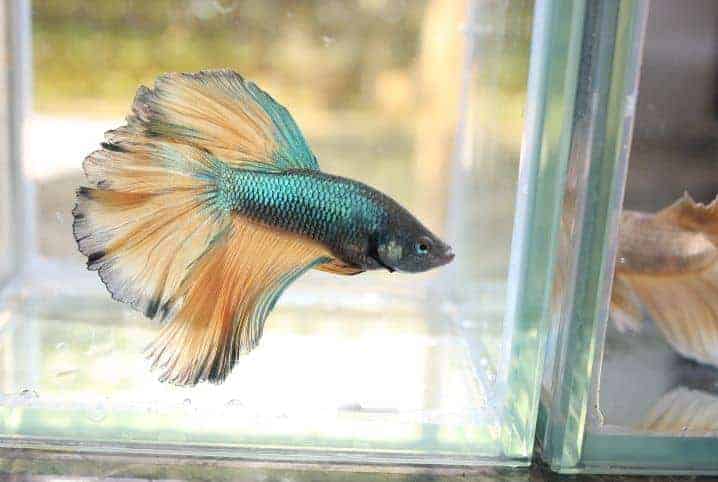 É verdade que o peixe Betta come os filhotes? 1 Peixe betta em tons acinzentados.