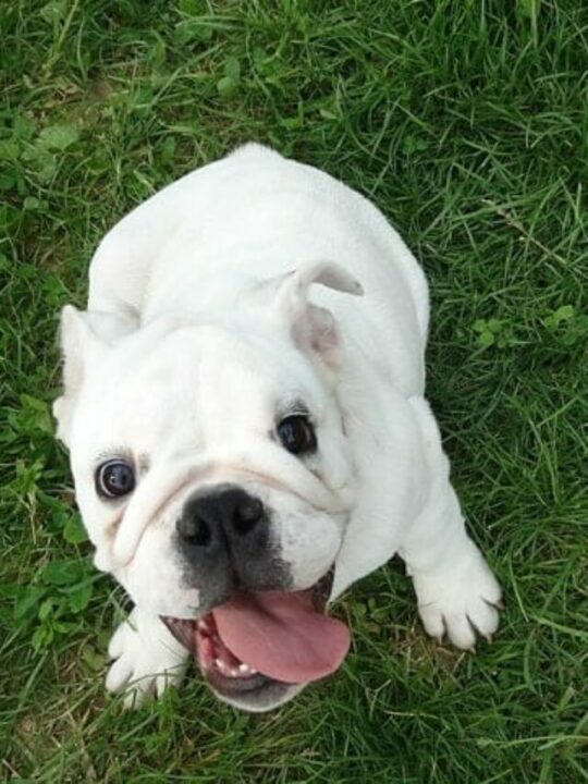 cachorro pode tomar óleo de copaíba