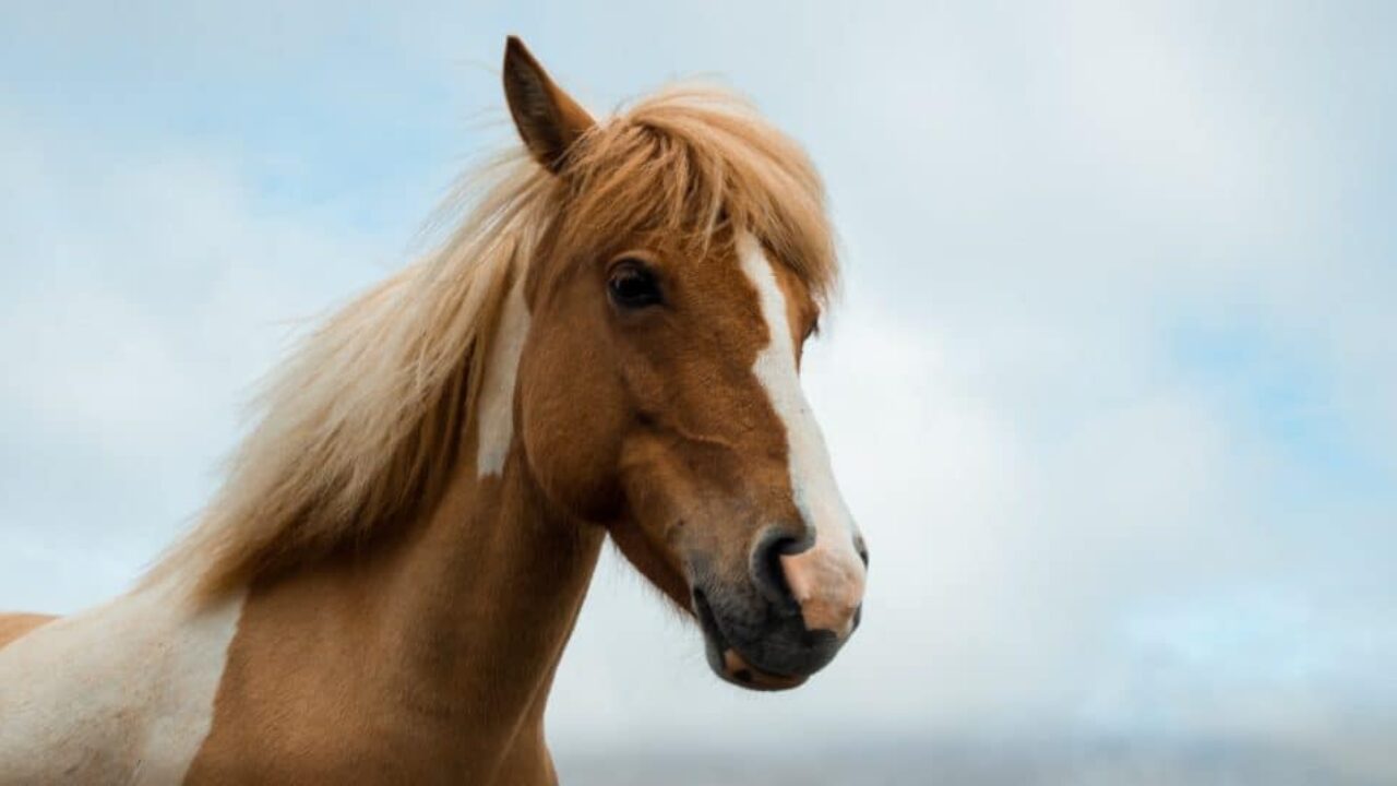 Cavalos fofinhos nunca são demais!