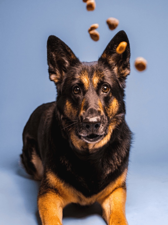 Pastor alemão deitado e grãos de ração caindo em sua frente